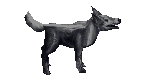 Grey Cu Sidhe - Trained