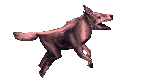 Pink Cu Sidhe -  Trained