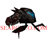 Rune Beetle - Trained