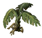 Small Banana Tree
