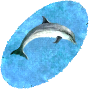 Dolphin Rug