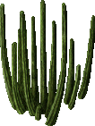 Pipe Cactus