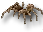 Tarantula Mount